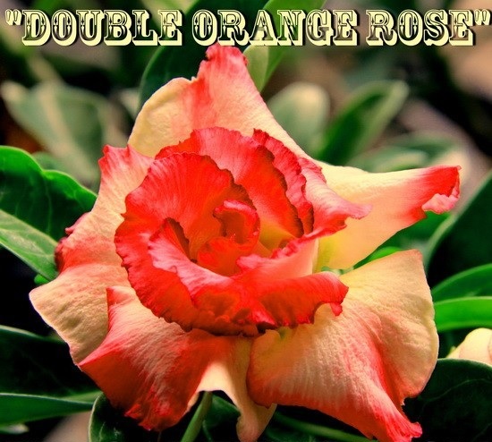 (image for) New Adenium \'Double Orange Rose\' 5 Seeds